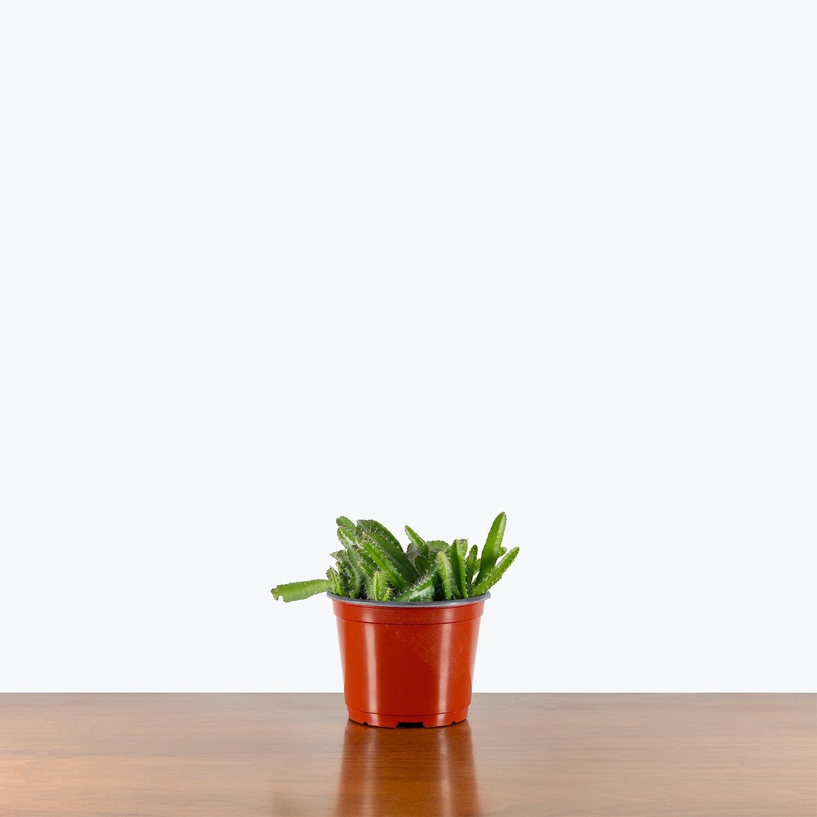 Dragon Fruit Cactus | Care Guide and Pro Tips - Delivery from Toronto across Canada - JOMO Studio