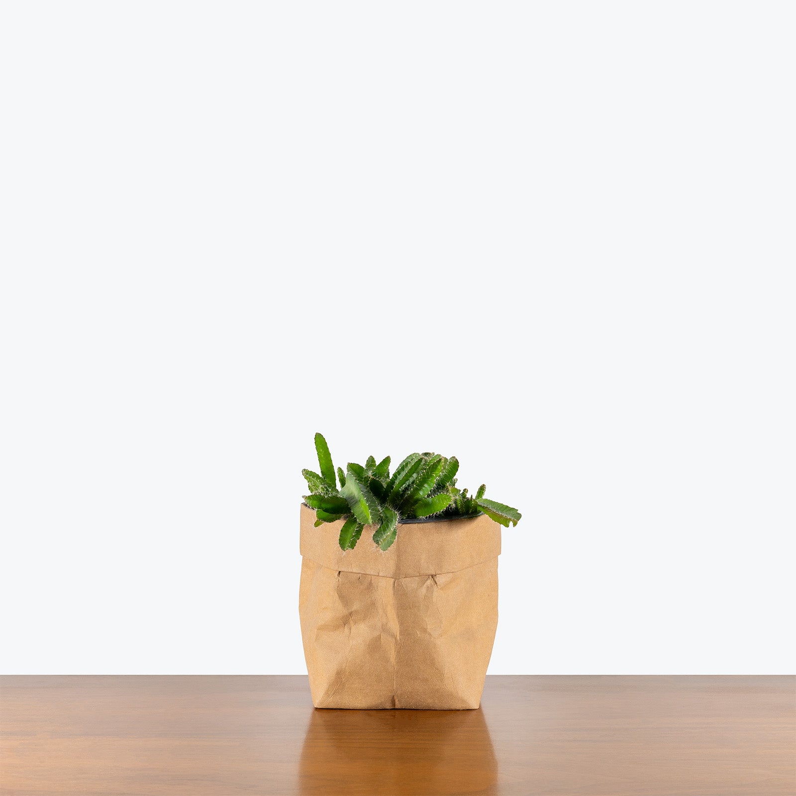 Dragon Fruit Cactus | Care Guide and Pro Tips - Delivery from Toronto across Canada - JOMO Studio