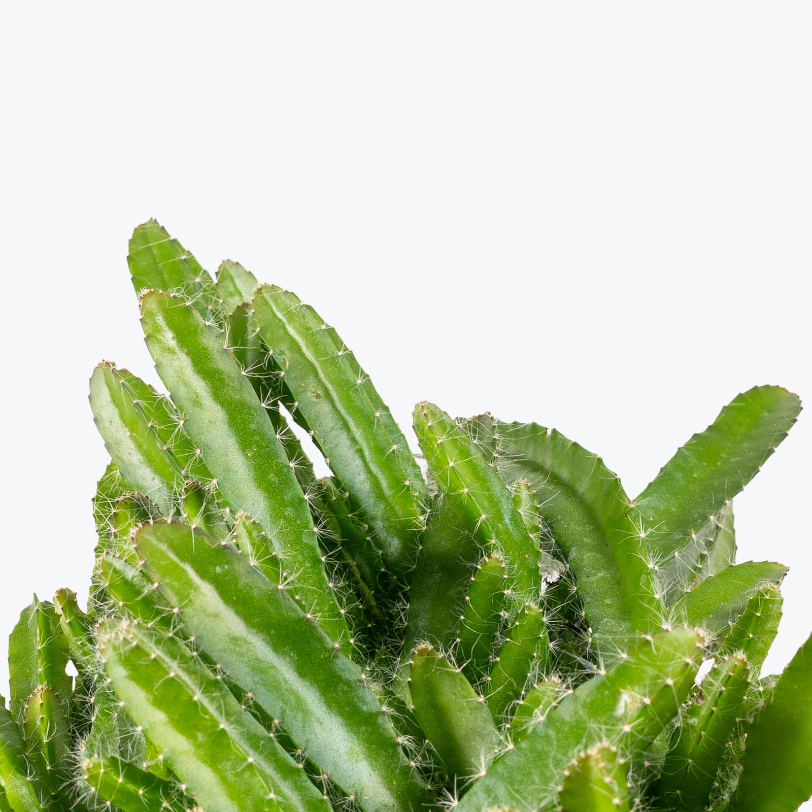 Dragon Fruit Cactus | Care Guide and Pro Tips - Delivery from Toronto across Canada - JOMO Studio