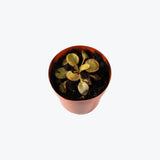 Drosera Andromeda — 2.5" Pot