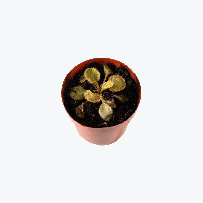 Drosera Andromeda | Care Guide and Pro Tips - Delivery from Toronto across Canada - JOMO Studio