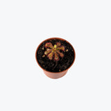 Drosera Esterhuyseniae x Slackii — 2.25" Pot