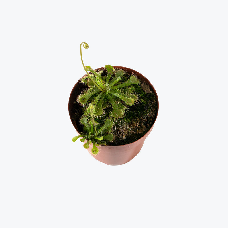 Drosera Spatulata | Spoonleaf Sundew | Care Guide and Pro Tips - Delivery from Toronto across Canada - JOMO Studio