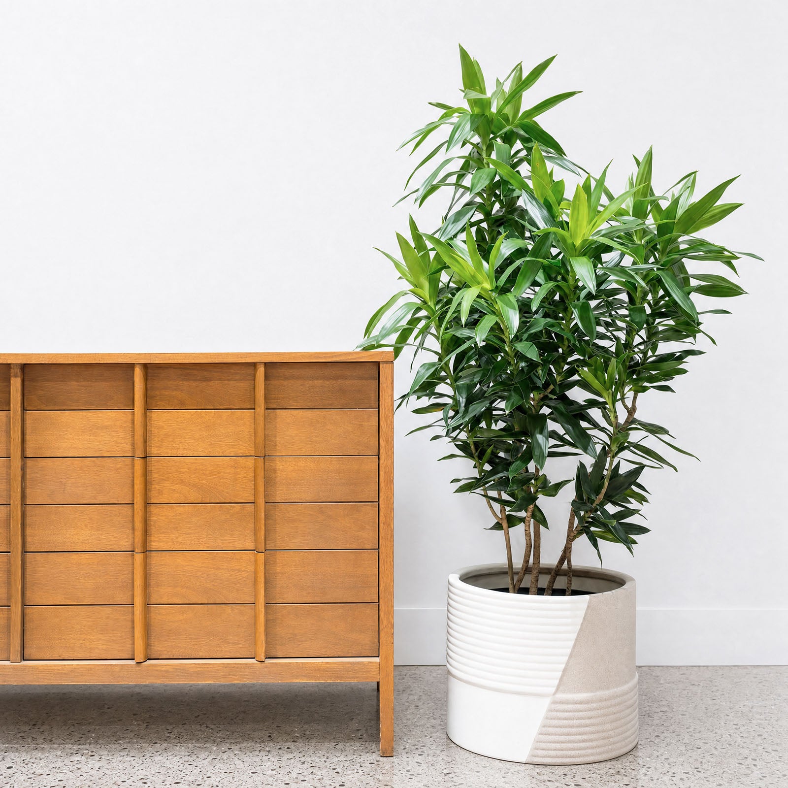 Duo Ridge Planter - House Plants Delivery Toronto - JOMO Studio