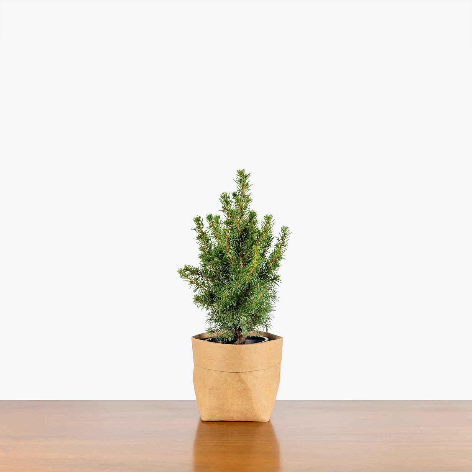 Dwarf Alberta Spruce - Christmas tree - House Plants Delivery Toronto Canada - JOMO Studio