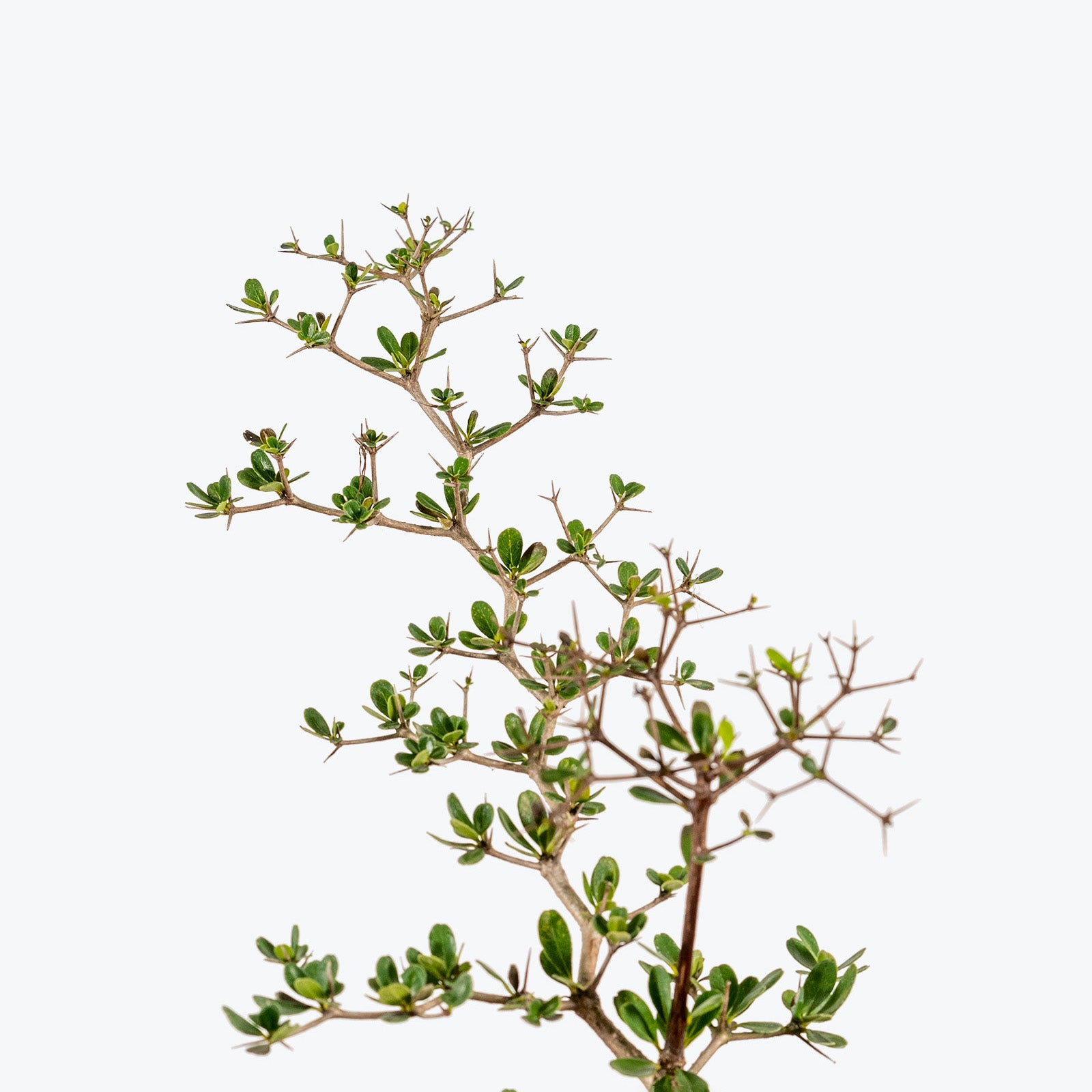 Dwarf Black Olive Bonsai | Care Guide and Pro Tips - Delivery from Toronto across Canada - JOMO Studio