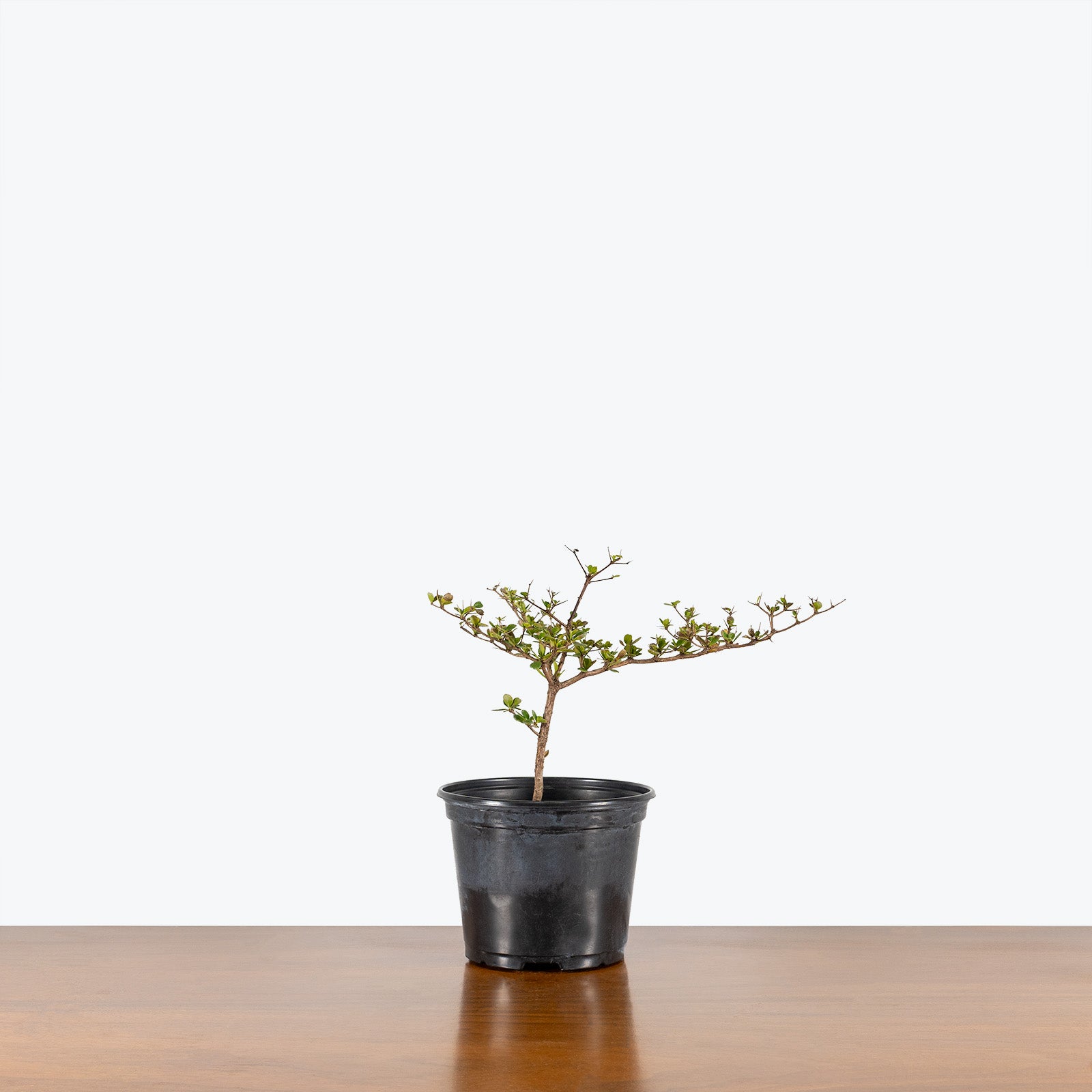 Dwarf Black Olive Bonsai | Care Guide and Pro Tips - Delivery from Toronto across Canada - JOMO Studio