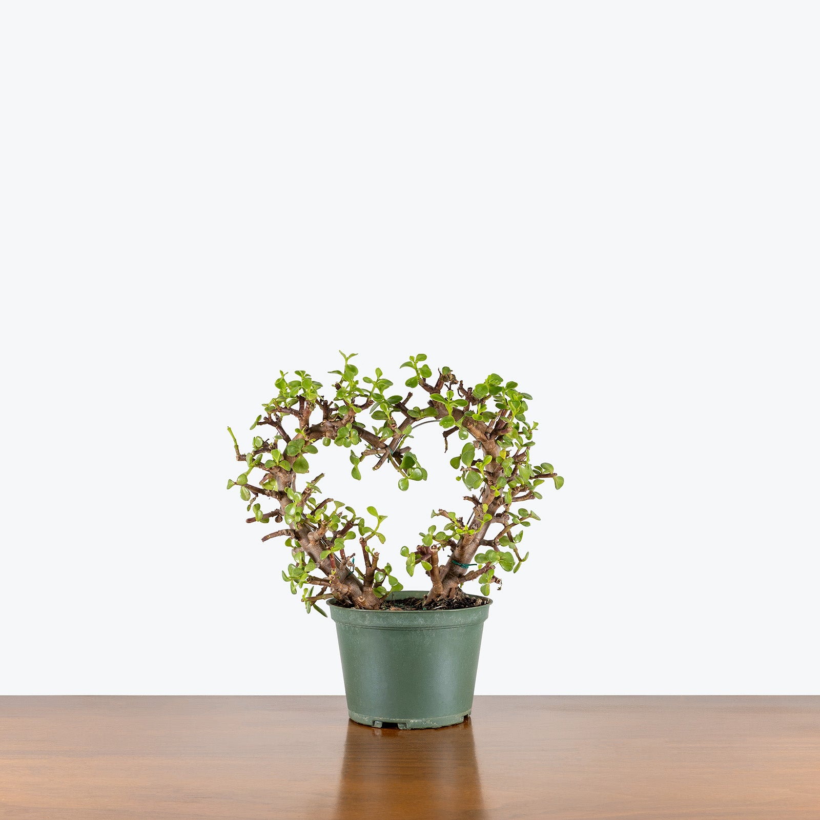 Dwarf Jade Heart Bonsai | Care Guide and Pro Tips - Delivery from Toronto across Canada - JOMO Studio