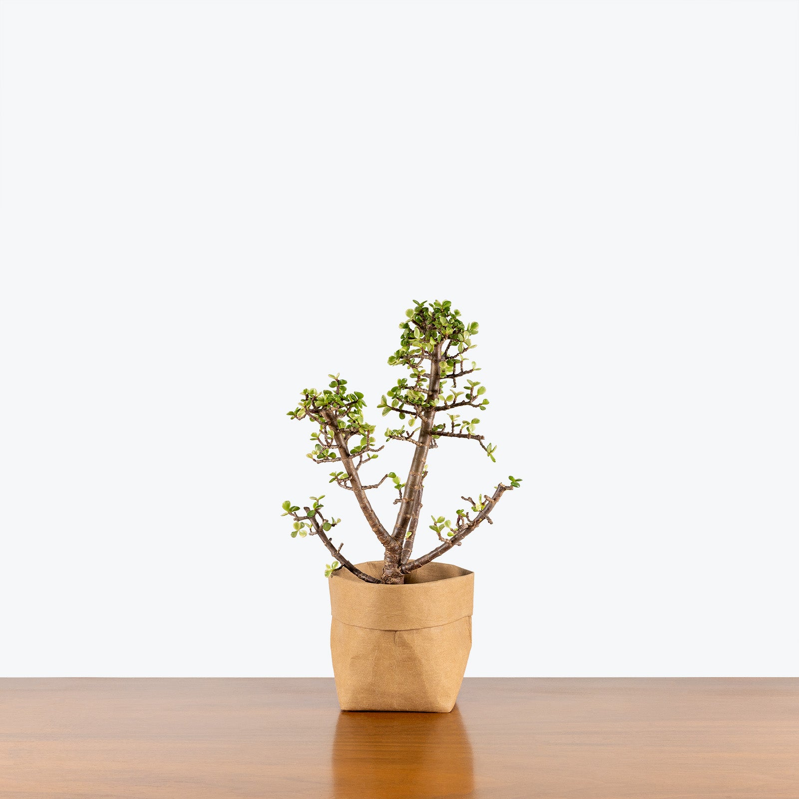 Dwarf Jade Variegated | Portulacaria Afra Variegata | Care Guide and Pro Tips - Delivery from Toronto across Canada - JOMO Studio