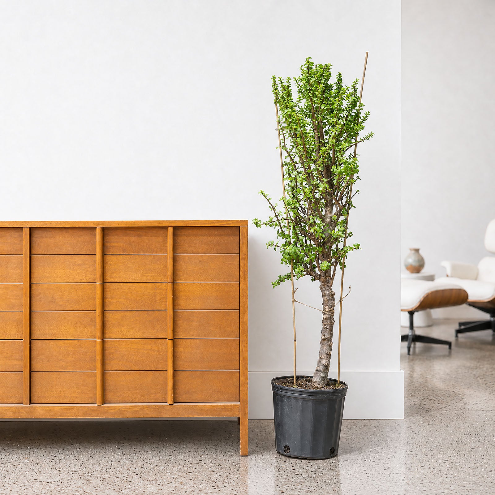 Dwarf Jade | Portulacaria Afra | Care Guide and Pro Tips - Delivery from Toronto across Canada - JOMO Studio