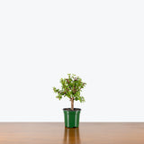 Dwarf Jade — 4" Pot - Tree