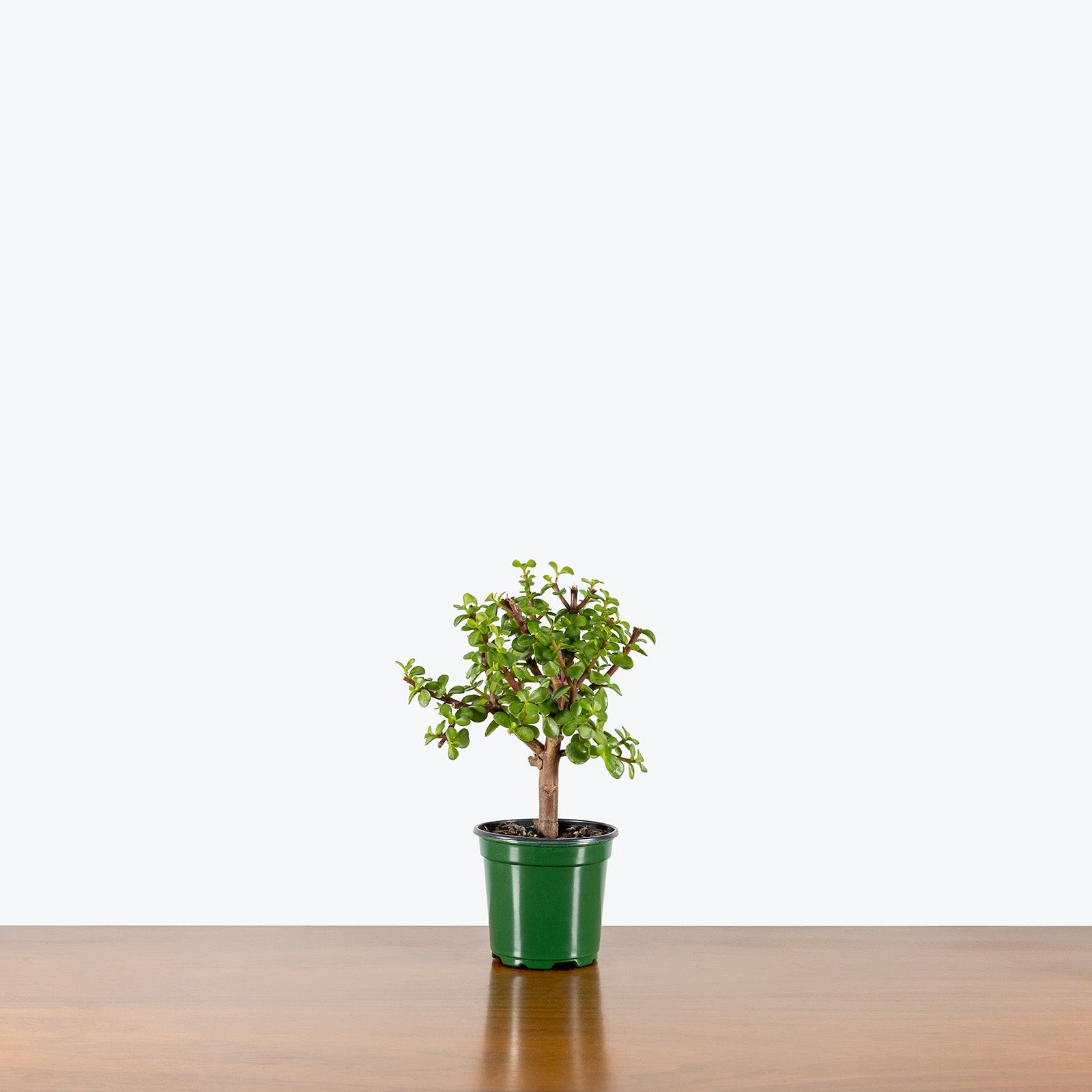 Dwarf Jade | Portulacaria Afra | Care Guide and Pro Tips - Delivery from Toronto across Canada - JOMO Studio