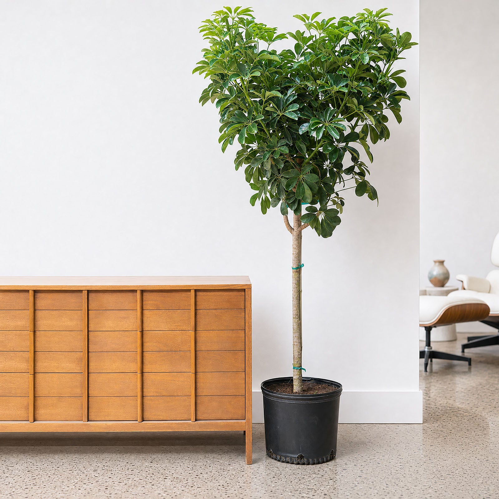 Dwarf Umbrella Tree | Care Guide and Pro Tips - Delivery from Toronto across Canada - JOMO Studio
