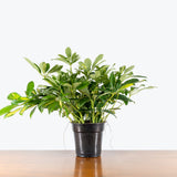 Dwarf Umbrella Tree Variegata — 6" Pot (smaller than picture)