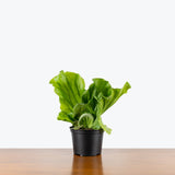 Elephant Ear Staghorn Fern — 6" Pot (smaller than picture)