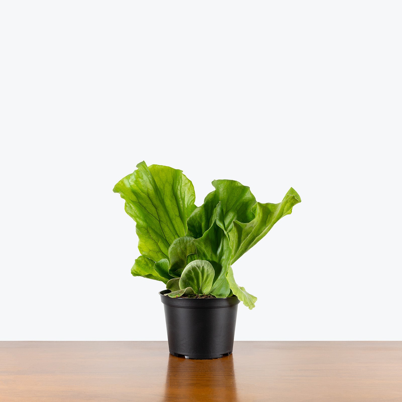Elephant Ear Staghorn Fern | Platycerium elephantotis | Care Guide and Pro Tips - Delivery from Toronto across Canada - JOMO Studio