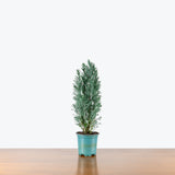 Ellwoodii Cypress — 4" Pot