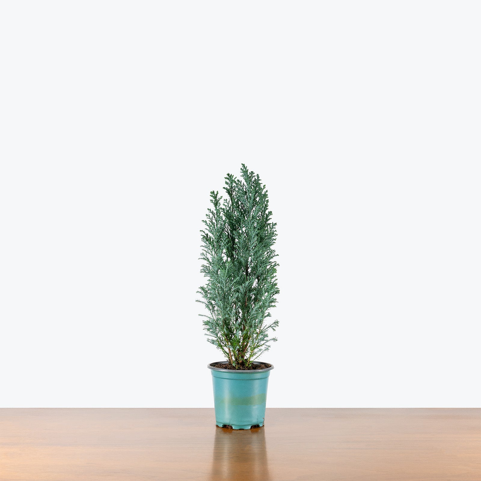 Ellwoodii Cypress | Indoor Holiday Plants & Houseplants for Delivery | Care Guide and Pro Tips