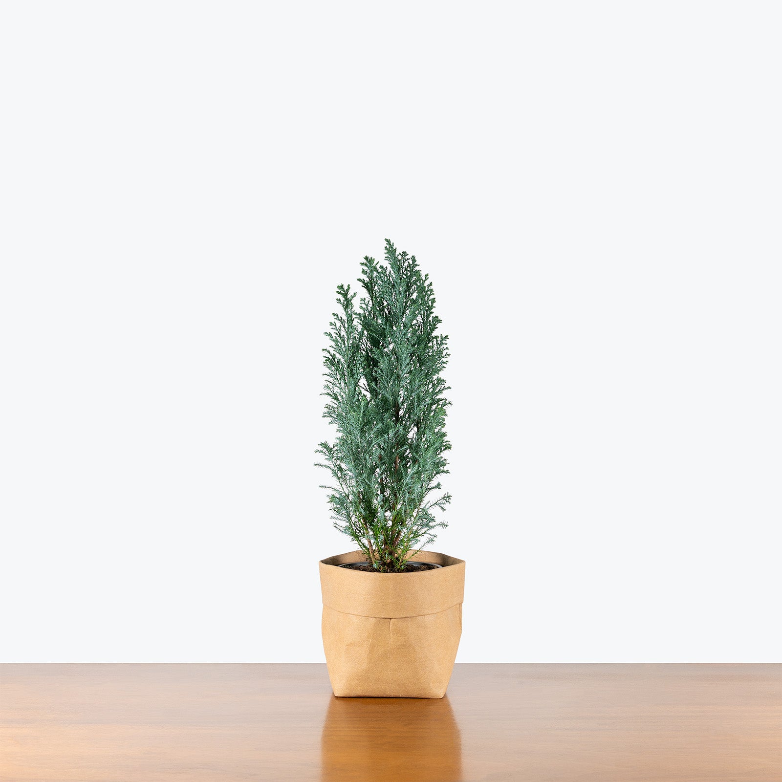 Ellwoodii Cypress | Indoor Holiday Plants & Houseplants for Delivery | Care Guide and Pro Tips