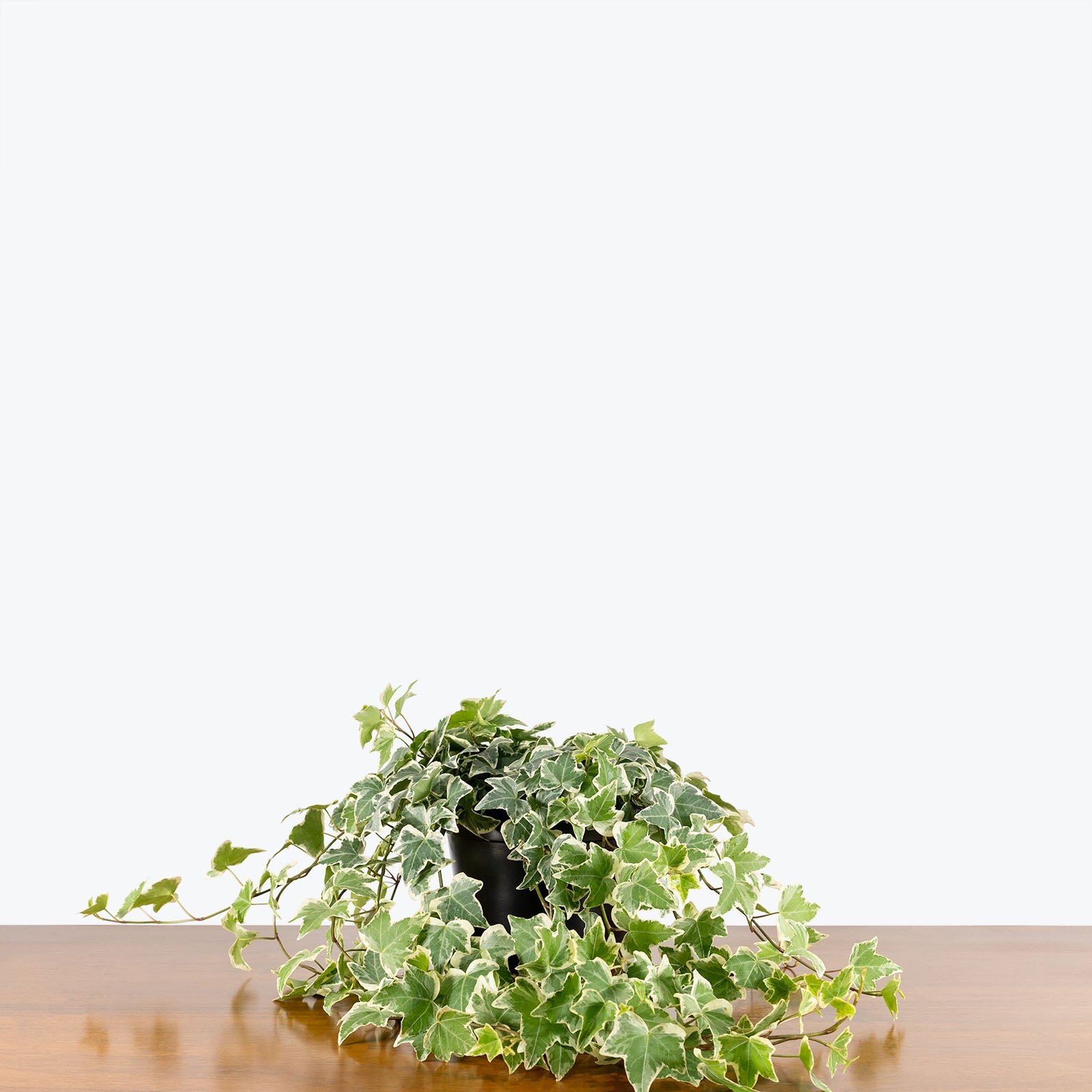 English Ivy Variegated - House Plants Delivery Toronto - JOMO Studio