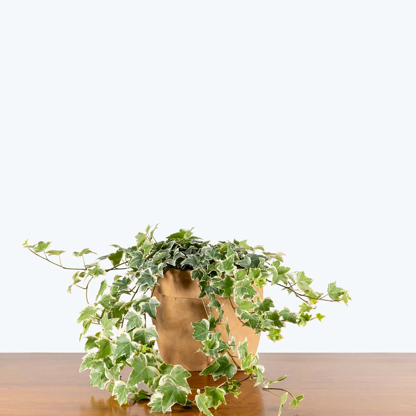 English Ivy Variegated - House Plants Delivery Toronto - JOMO Studio