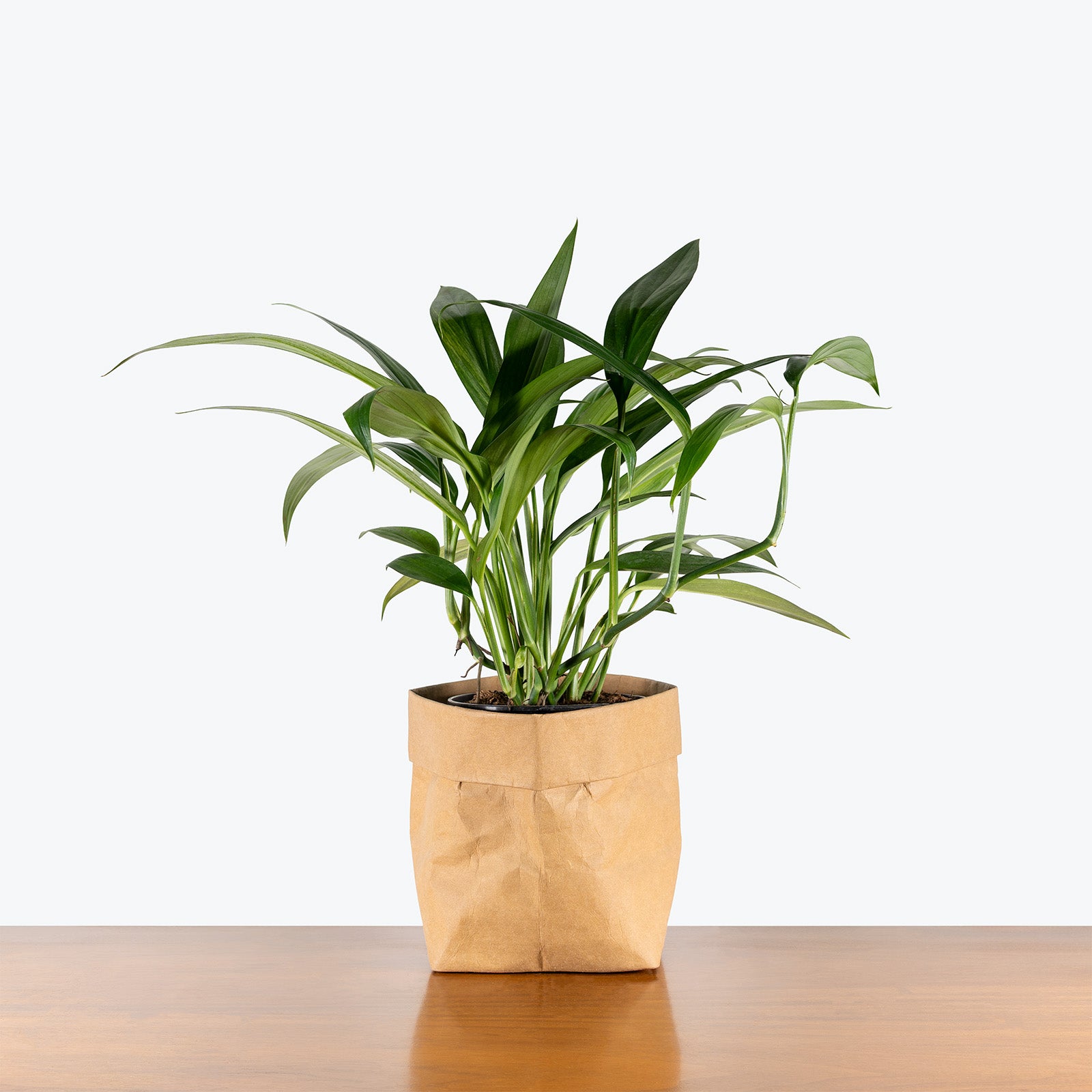 Epipremnum Amplissimum Variegated | Care Guide and Pro Tips - Delivery from Toronto across Canada - JOMO Studio
