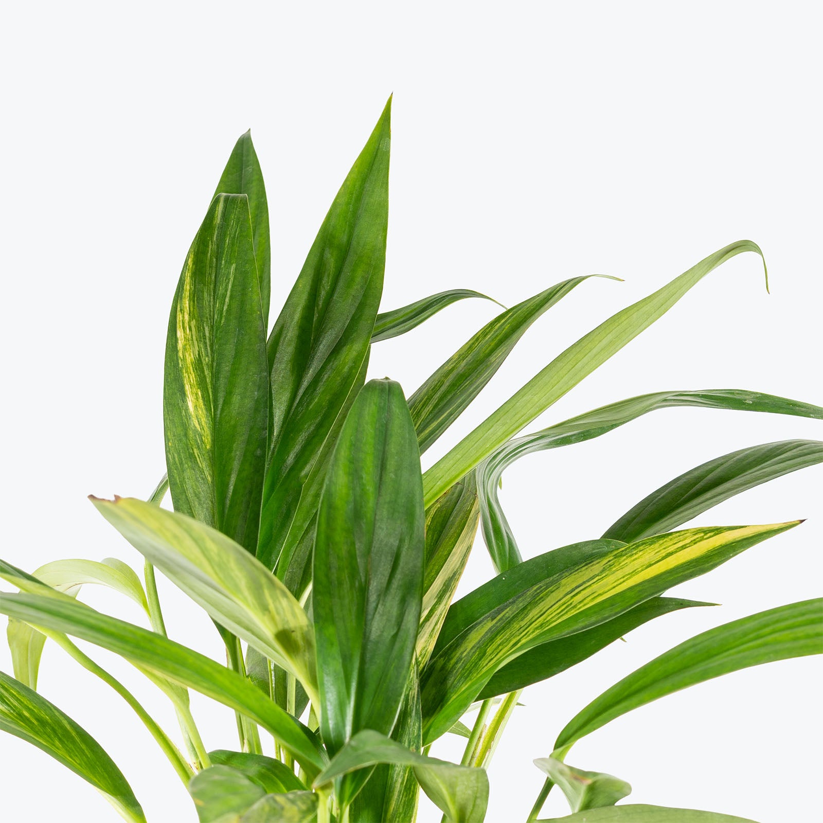 Epipremnum Amplissimum Variegated | Care Guide and Pro Tips - Delivery from Toronto across Canada - JOMO Studio