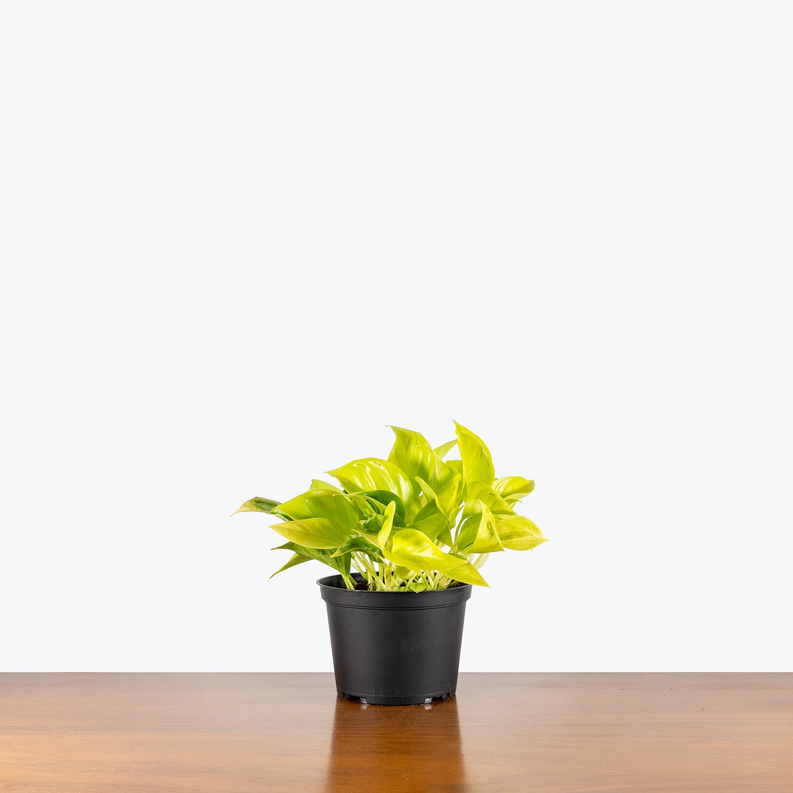 Epipremnum Champs Élysées | Care Guide and Pro Tips - Delivery from Toronto across Canada - JOMO Studio