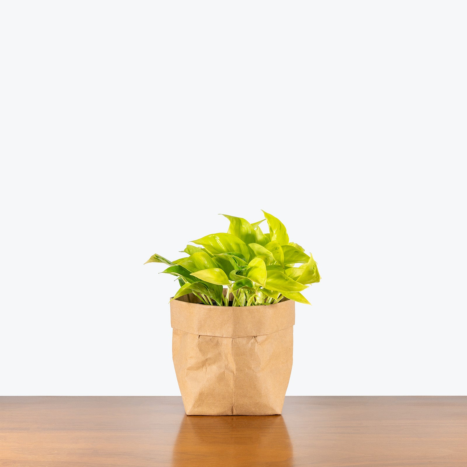 Epipremnum Champs Élysées | Care Guide and Pro Tips - Delivery from Toronto across Canada - JOMO Studio