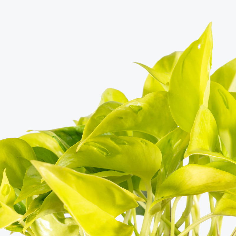 Epipremnum Champs Élysées | Care Guide and Pro Tips - Delivery from Toronto across Canada - JOMO Studio