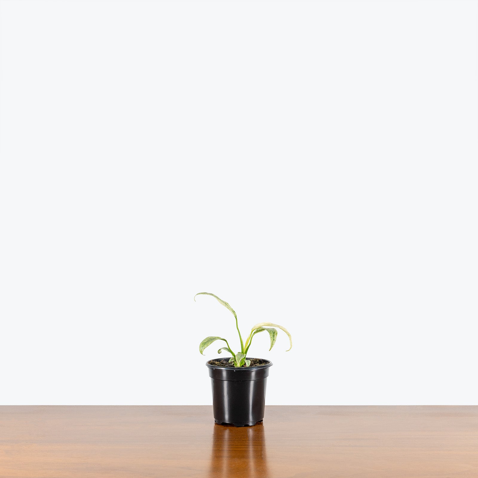 Epipremnum Giganteum Variegata | Care Guide and Pro Tips - Delivery from Toronto across Canada - JOMO Studio
