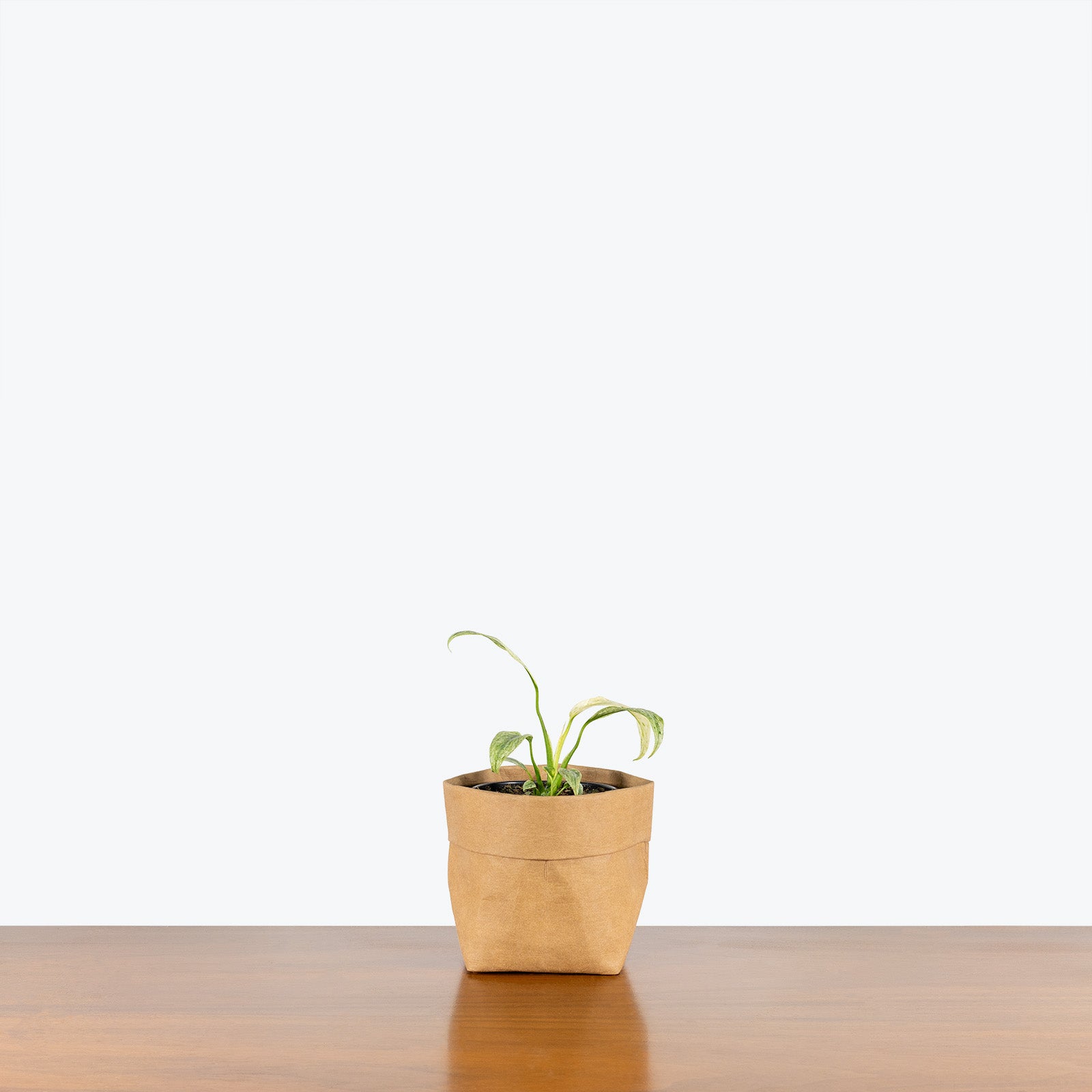 Epipremnum Giganteum Variegata | Care Guide and Pro Tips - Delivery from Toronto across Canada - JOMO Studio