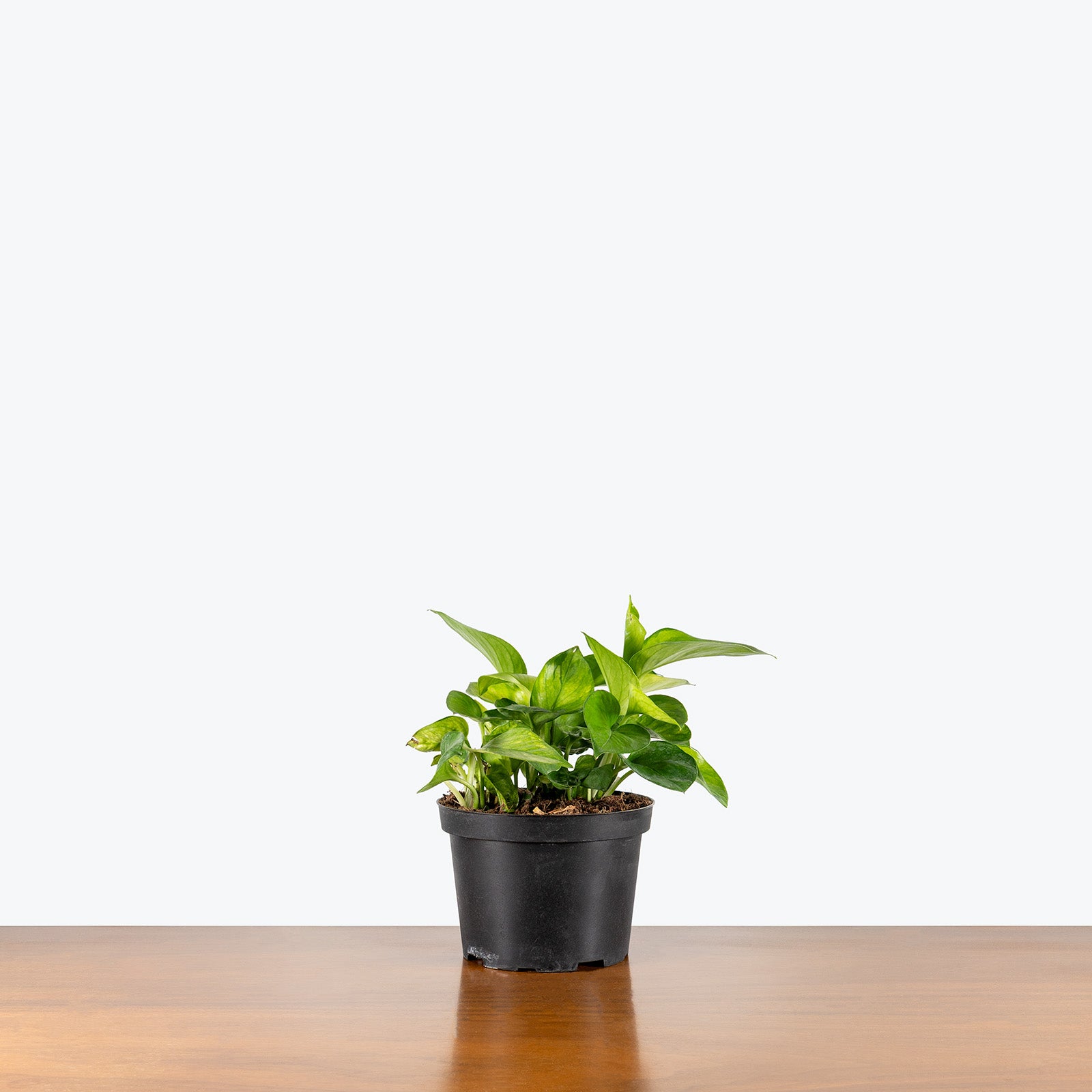 Epipremnum Lemon Top | Care Guide and Pro Tips - Delivery from Toronto across Canada - JOMO Studio