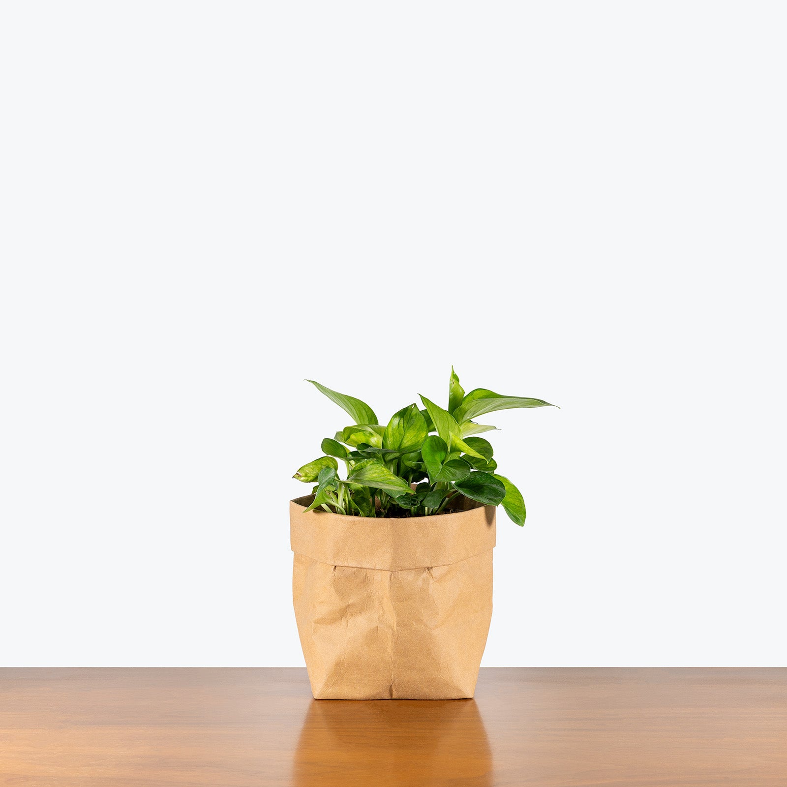 Epipremnum Lemon Top | Care Guide and Pro Tips - Delivery from Toronto across Canada - JOMO Studio