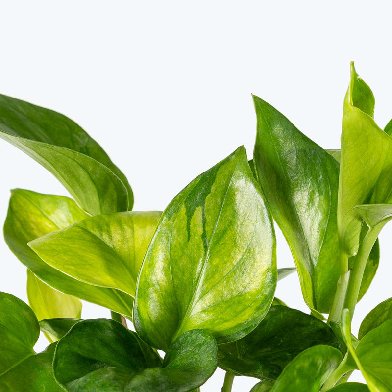 Epipremnum Lemon Top | Care Guide and Pro Tips - Delivery from Toronto across Canada - JOMO Studio