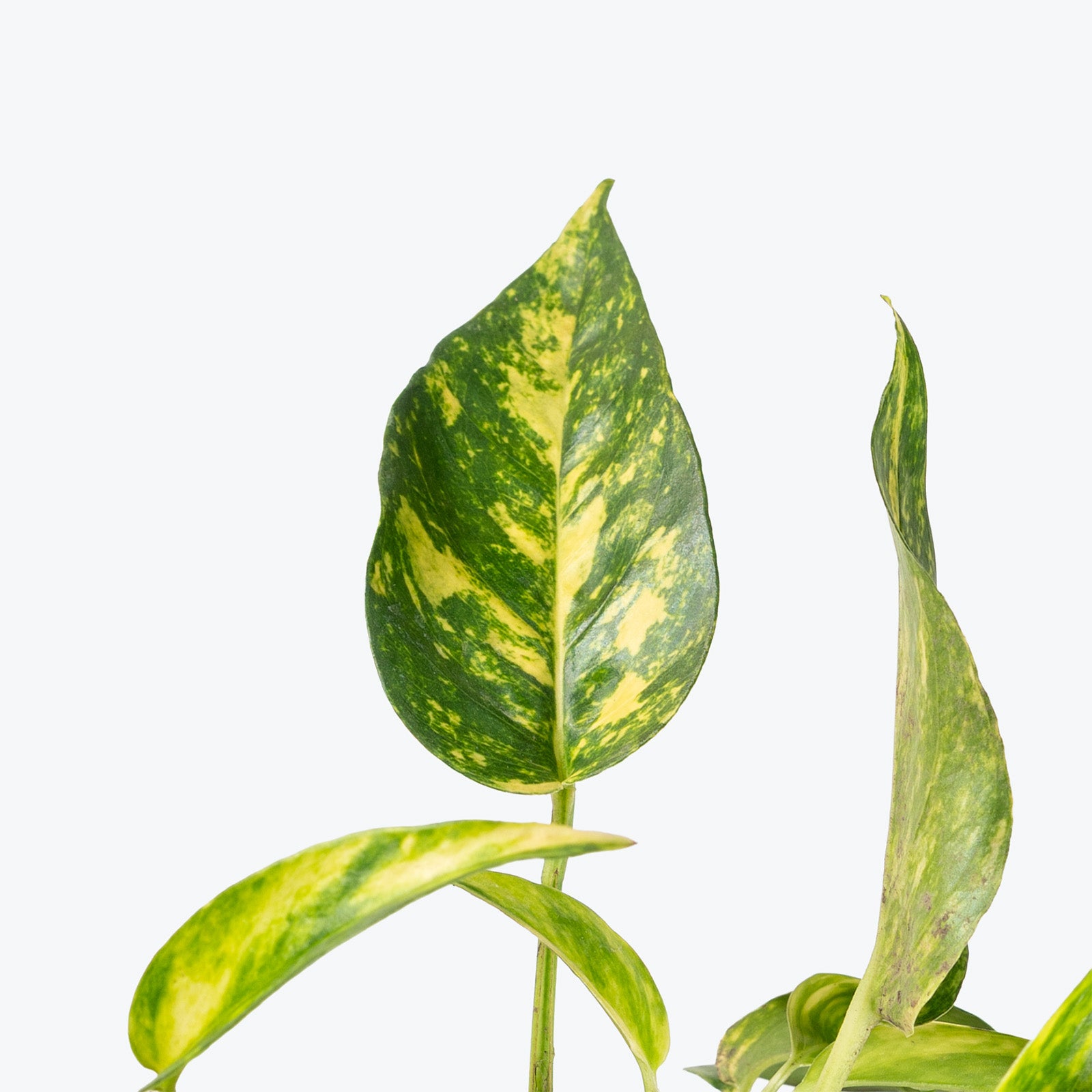 Epipremnum Pinnatum Yellow Flame | Care Guide and Pro Tips - Delivery from Toronto across Canada - JOMO Studio