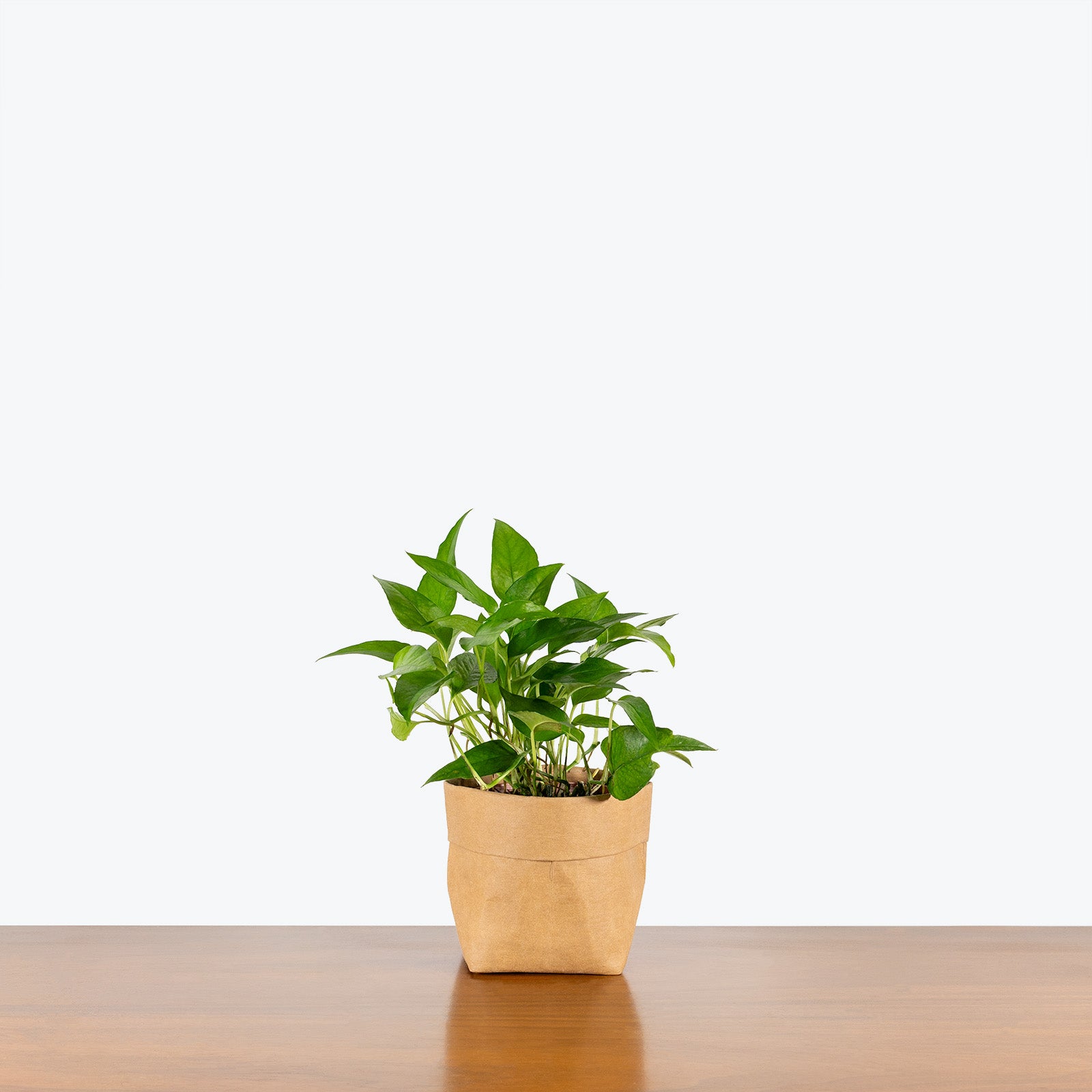 Epipremnum Pinnatum Skeleton Key | Care Guide and Pro Tips - Delivery from Toronto across Canada - JOMO Studio