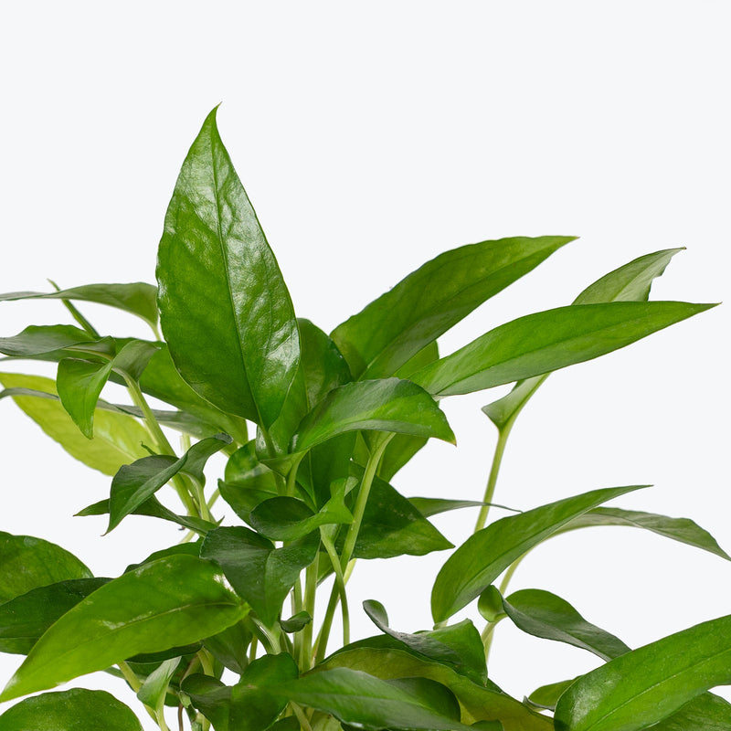 Epipremnum Pinnatum Skeleton Key | Care Guide and Pro Tips - Delivery from Toronto across Canada - JOMO Studio