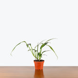 Epipremnum Amplissimum — 4" Pot (larger than picture)