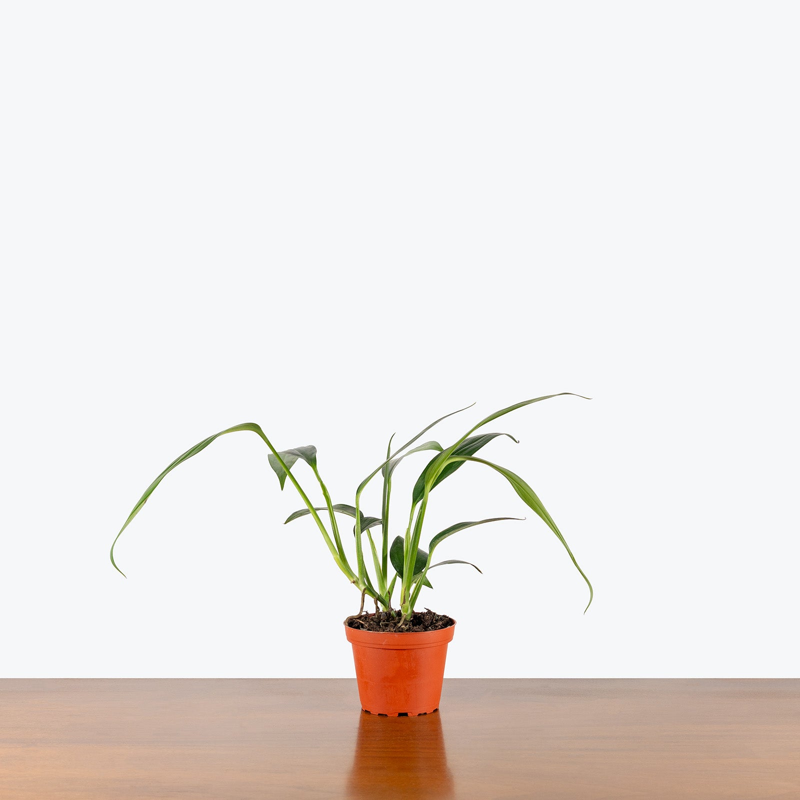 Epipremnum Amplissimum | Care Guide and Pro Tips - Delivery from Toronto across Canada - JOMO Studio