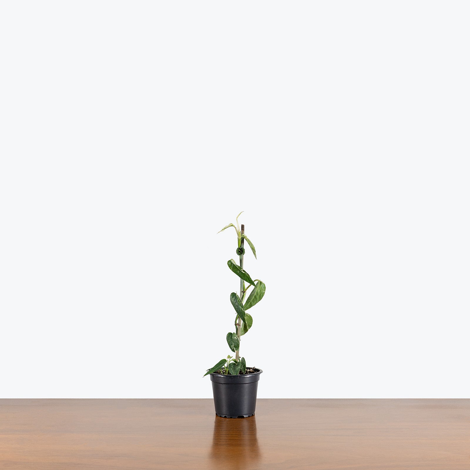 Epipremnum Pinnatum Albo | Care Guide and Pro Tips - Delivery from Toronto across Canada - JOMO Studio