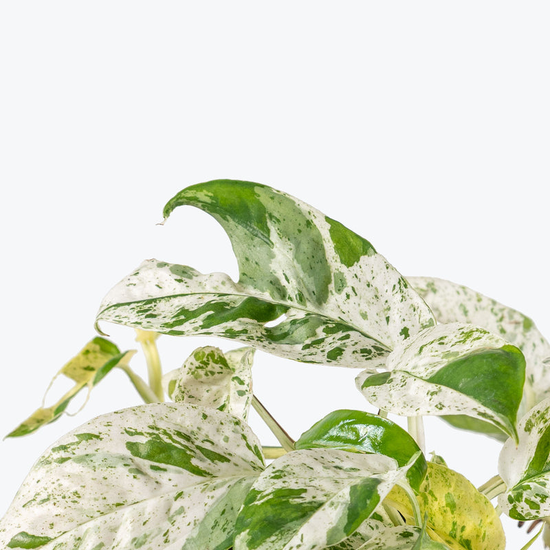 Epipremnum Pinnatum Marble | Care Guide and Pro Tips - Delivery from Toronto across Canada - JOMO Studio