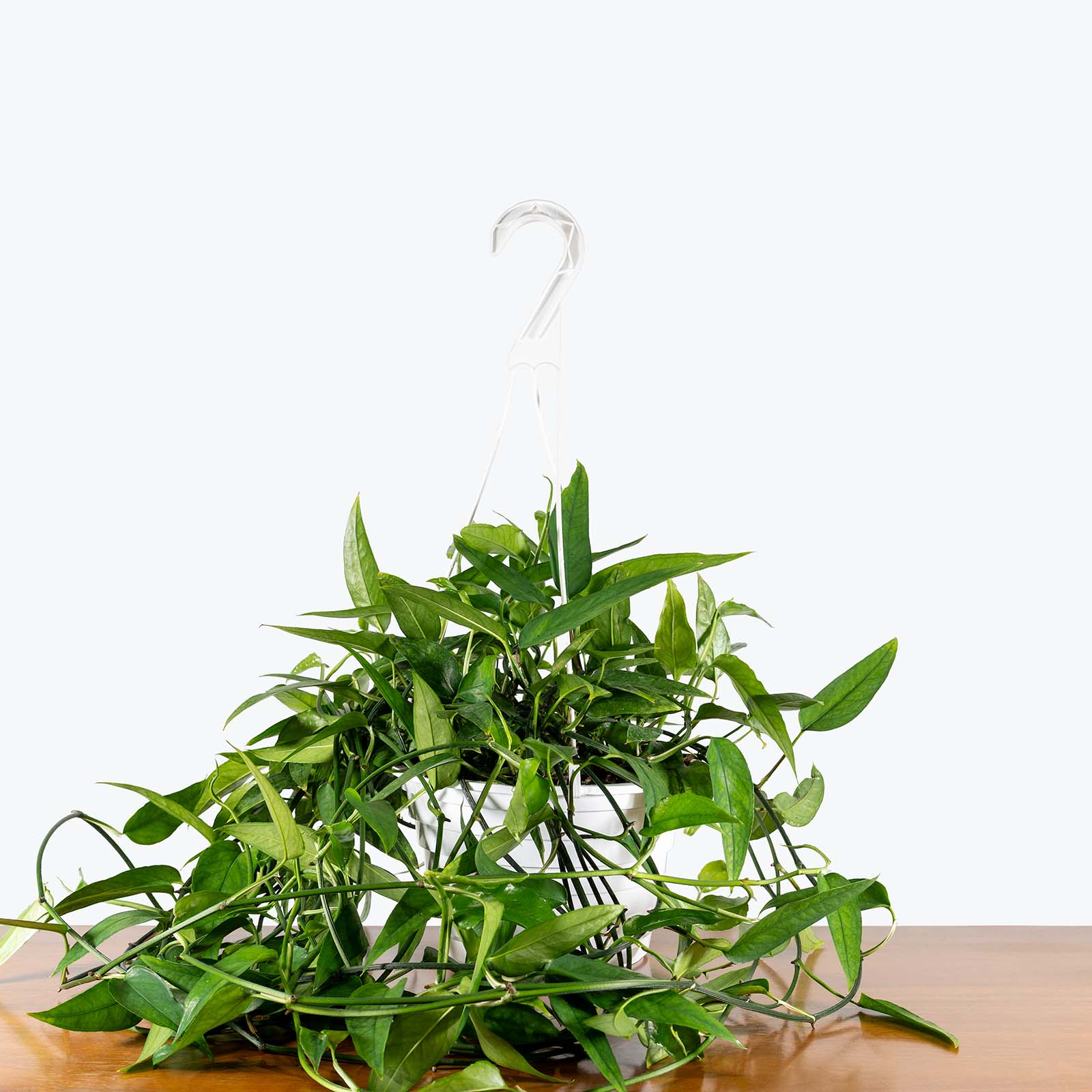 Epipremnum Pinnatum Skeleton Key | Care Guide and Pro Tips - Delivery from Toronto across Canada - JOMO Studio