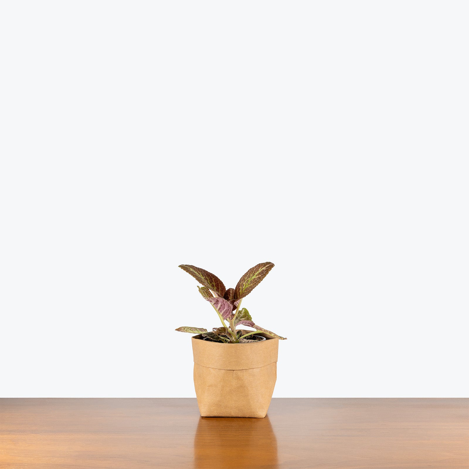 Episcia Cupreata Copper | Care Guide and Pro Tips - Delivery from Toronto across Canada - JOMO Studio