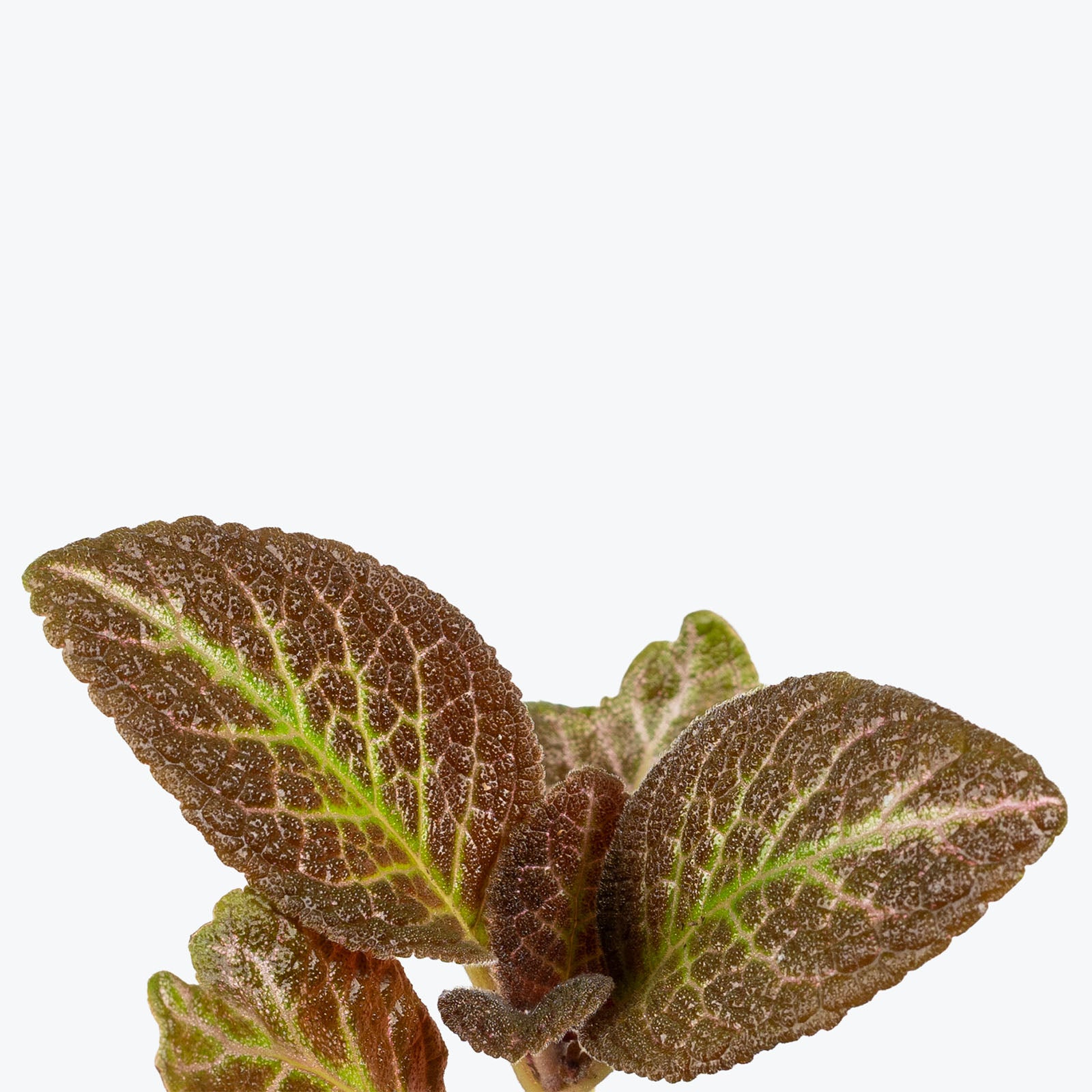Episcia Cupreata Copper | Care Guide and Pro Tips - Delivery from Toronto across Canada - JOMO Studio