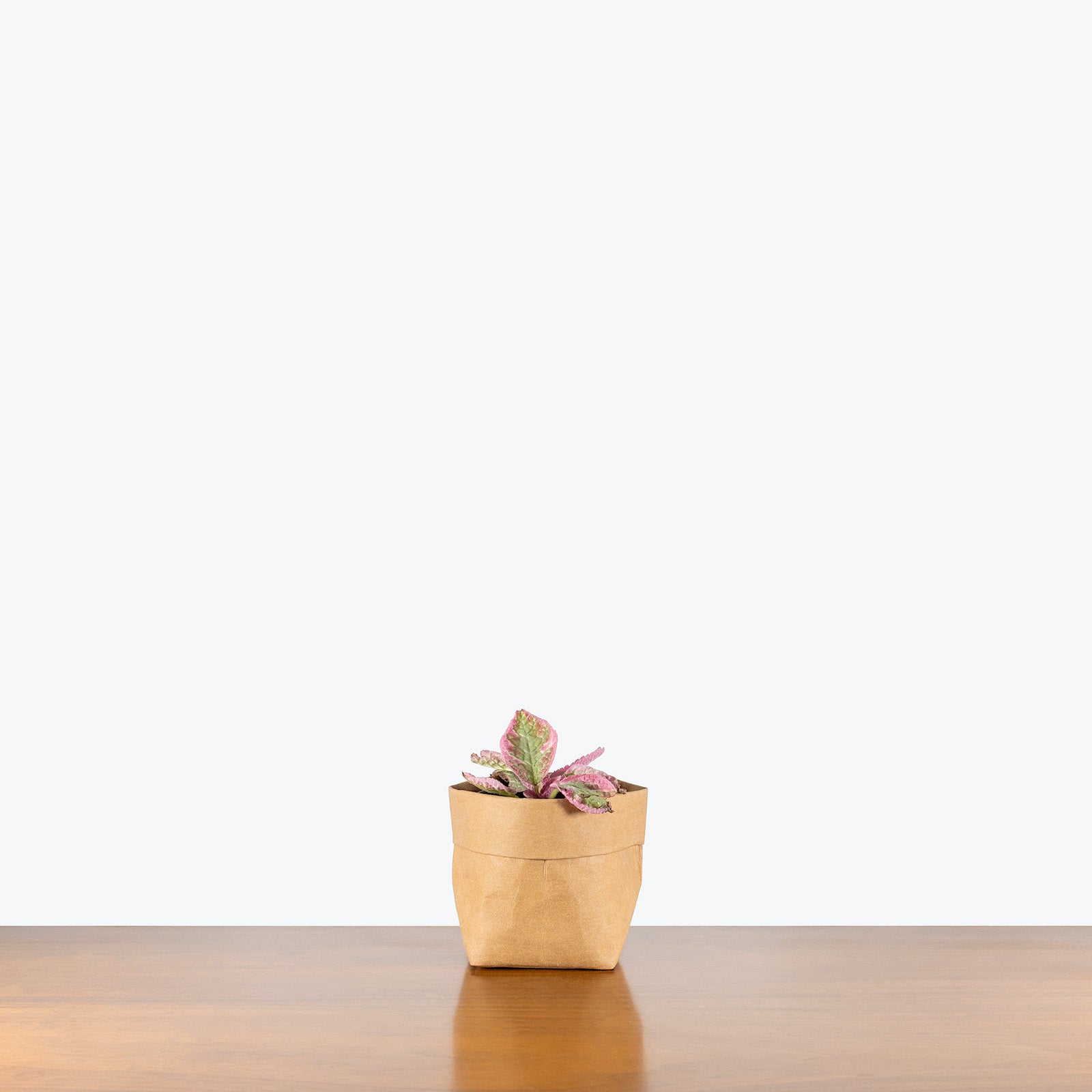 Episcia Pink Brocade | Care Guide and Pro Tips - Delivery from Toronto across Canada - JOMO Studio