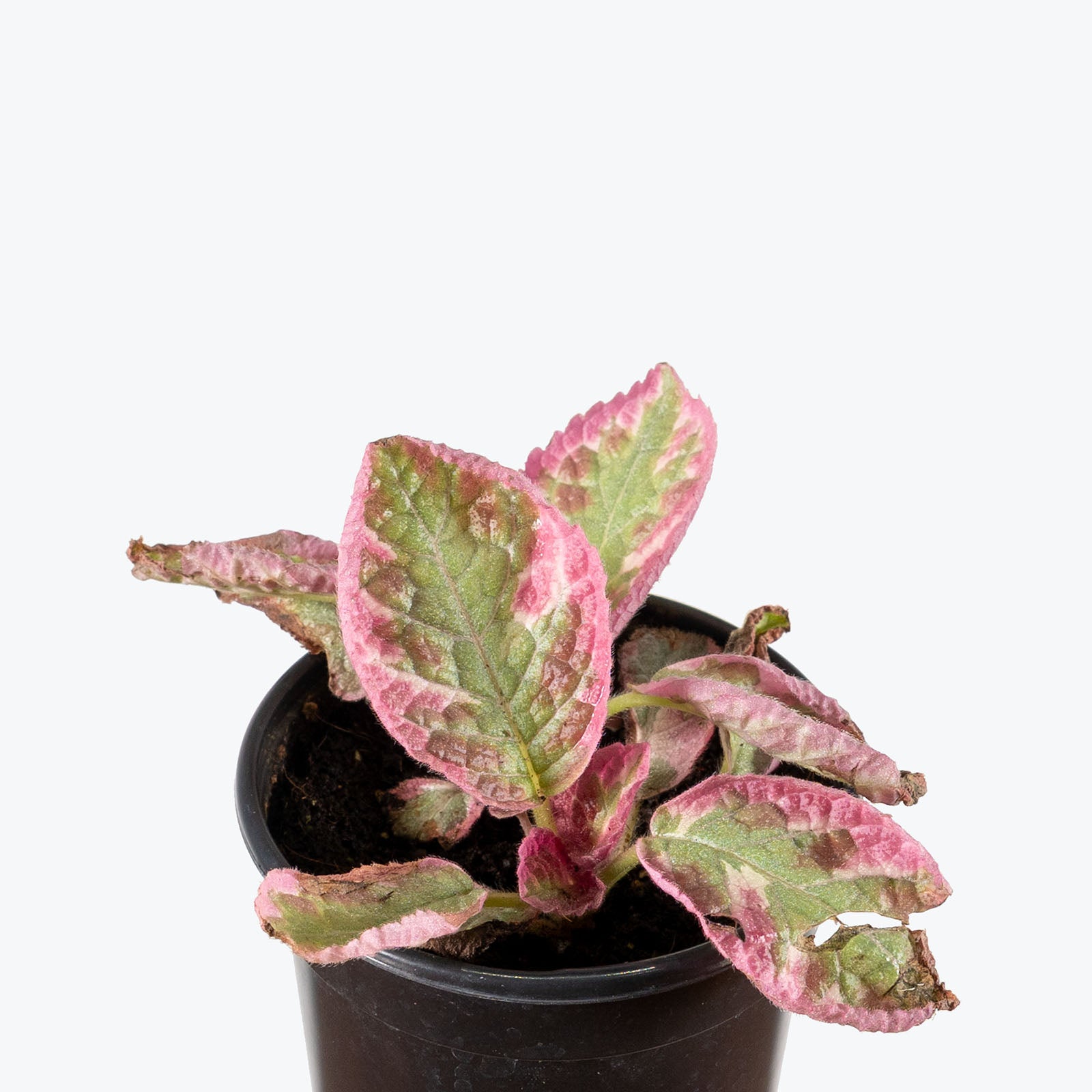 Episcia Pink Brocade | Care Guide and Pro Tips - Delivery from Toronto across Canada - JOMO Studio