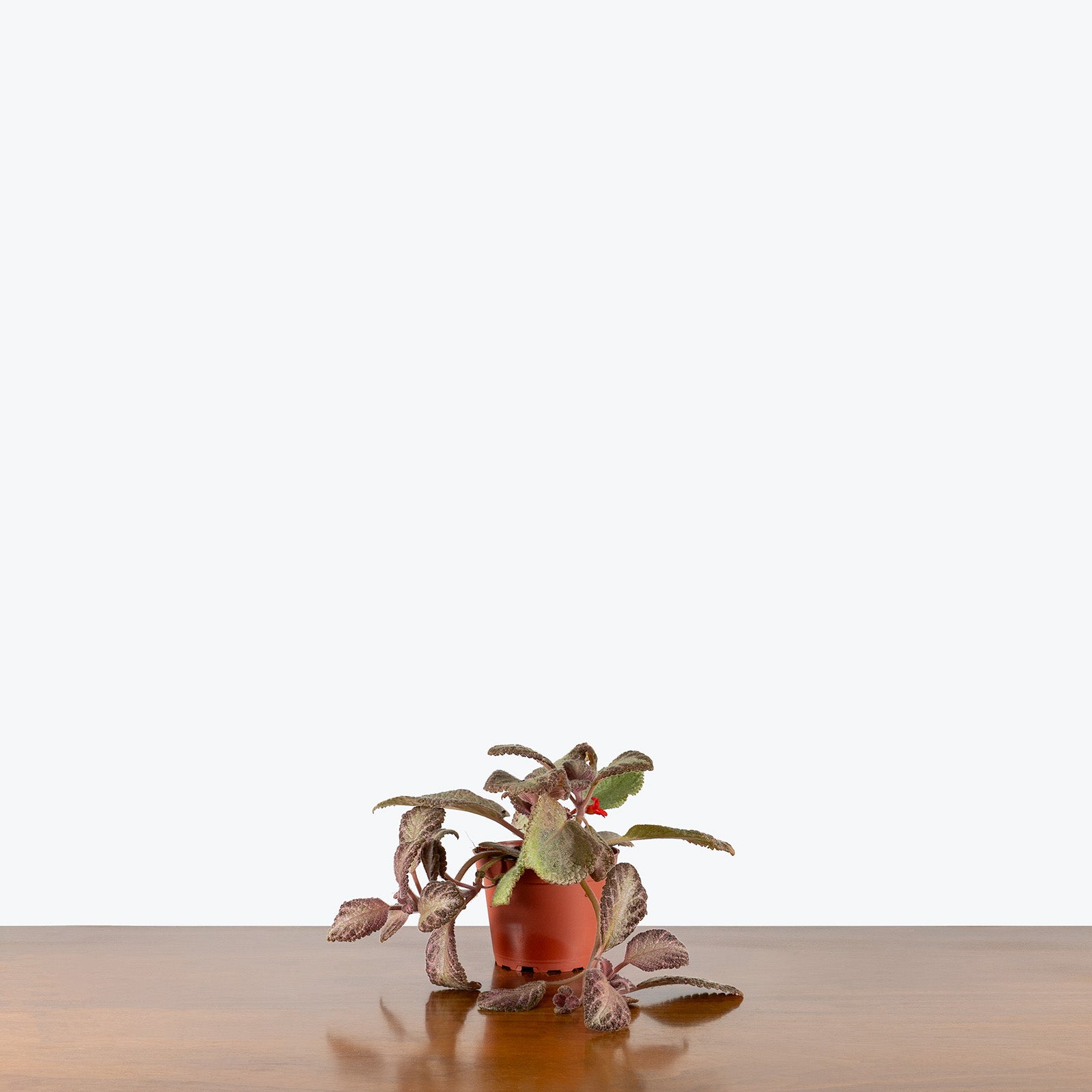 Episcia Sea Foam | Care Guide and Pro Tips - Delivery from Toronto across Canada - JOMO Studio