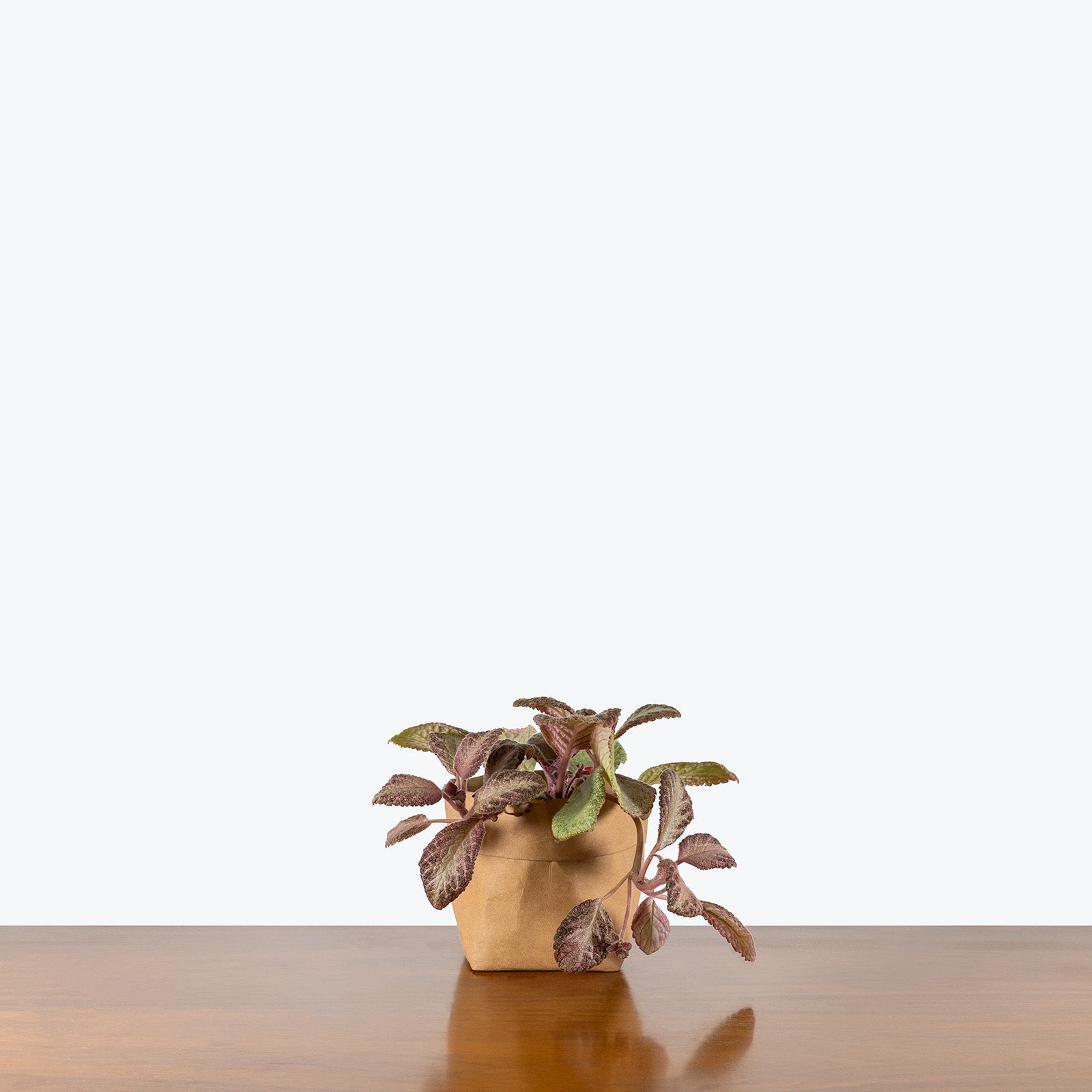 Episcia Sea Foam | Care Guide and Pro Tips - Delivery from Toronto across Canada - JOMO Studio