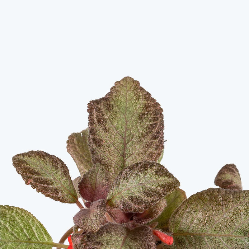 Episcia Sea Foam | Care Guide and Pro Tips - Delivery from Toronto across Canada - JOMO Studio